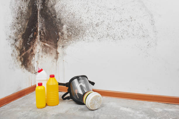 Professional Mold Removal in Maili, HI